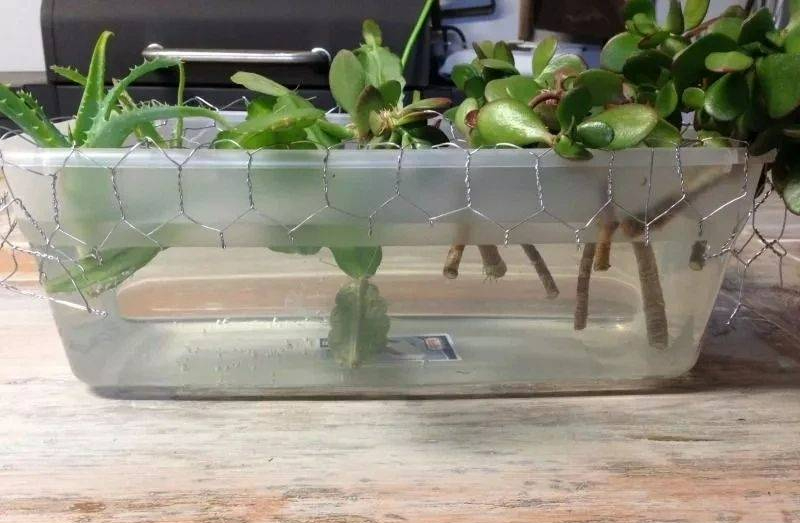 "Trò chơi" thú vị giúp bạn có vườn cây cảnh xương rồng rực rỡ, giá rẻ cực kỳ - Ảnh 8.