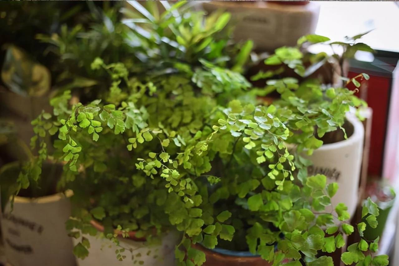 9 chìa khóa giúp cây cảnh trong nhà lá xanh tươi, hoa lộng lẫy, người mới trồng nên biết - Ảnh 8.