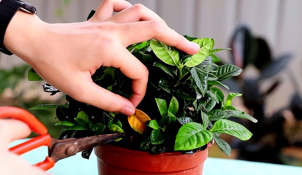 "Danh sách đen" 5 cây cảnh trồng trong tháng 7, nhiều cây đẹp khó cưỡng - Ảnh 7.