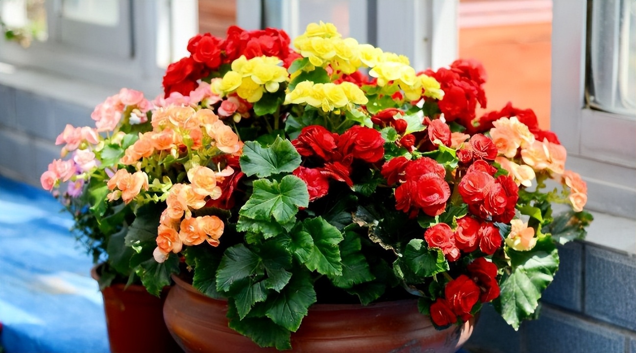 "Danh sách đen" 5 cây cảnh trồng trong tháng 7, nhiều cây đẹp khó cưỡng - Ảnh 8.