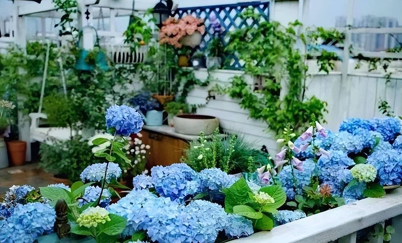 "Danh sách đen" 5 cây cảnh trồng trong tháng 7, nhiều cây đẹp khó cưỡng - Ảnh 9.