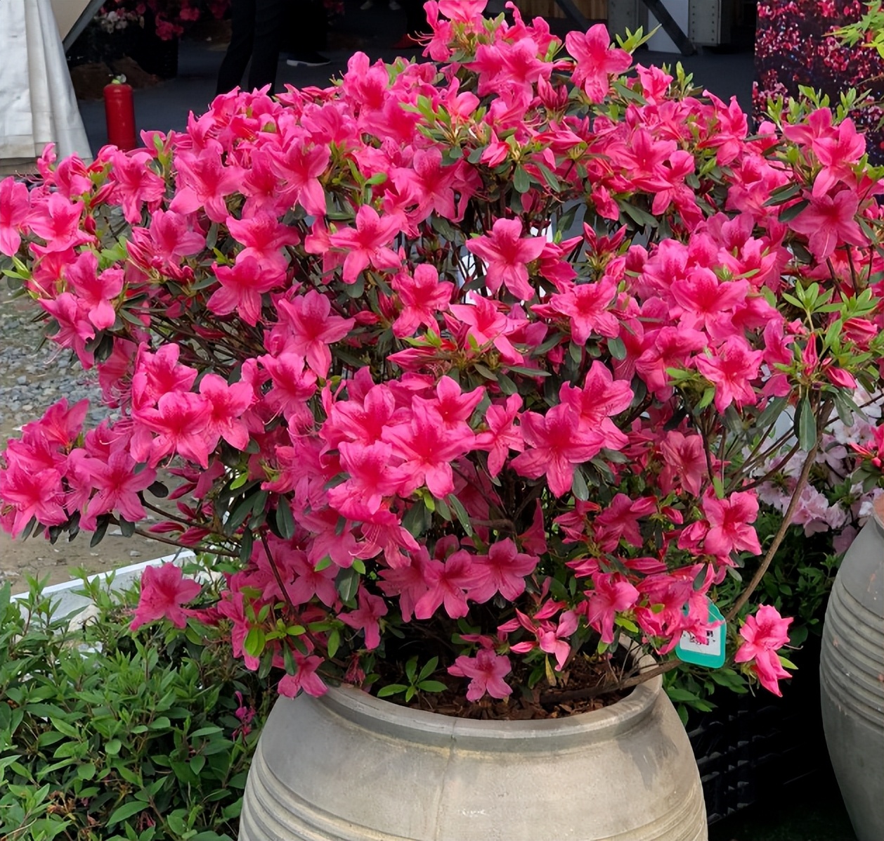 "Danh sách đen" 5 cây cảnh trồng trong tháng 7, nhiều cây đẹp khó cưỡng - Ảnh 1.