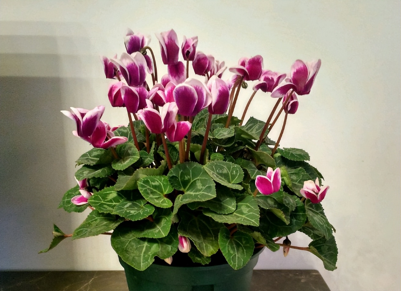 "Danh sách đen" 5 cây cảnh trồng trong tháng 7, nhiều cây đẹp khó cưỡng - Ảnh 3.