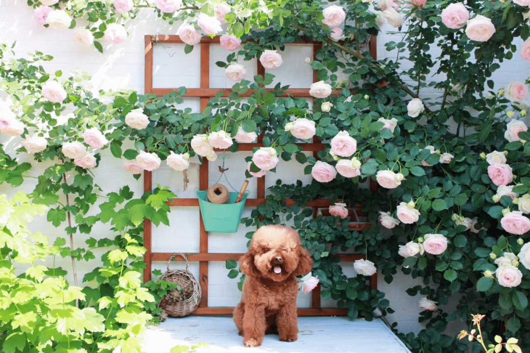 "Danh sách đen" 5 cây cảnh trồng trong tháng 7, nhiều cây đẹp khó cưỡng - Ảnh 2.