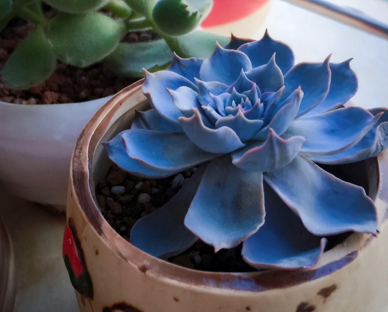 "Danh sách đen" 5 cây cảnh trồng trong tháng 7, nhiều cây đẹp khó cưỡng - Ảnh 4.