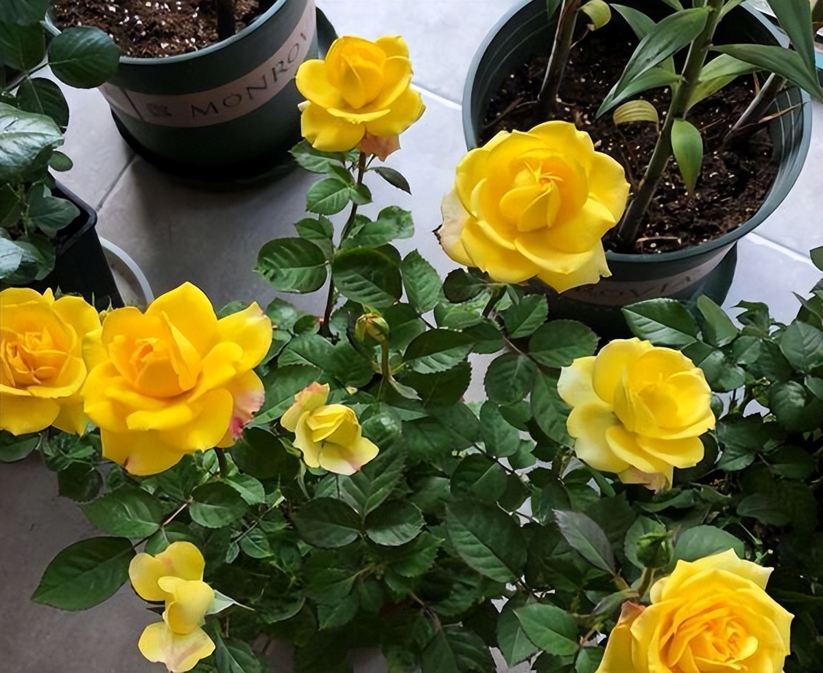 "Danh sách đen" 5 cây cảnh trồng trong tháng 7, nhiều cây đẹp khó cưỡng - Ảnh 5.