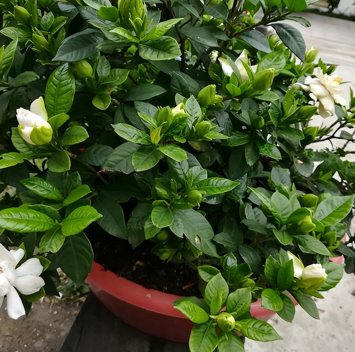 "Danh sách đen" 5 cây cảnh trồng trong tháng 7, nhiều cây đẹp khó cưỡng - Ảnh 6.