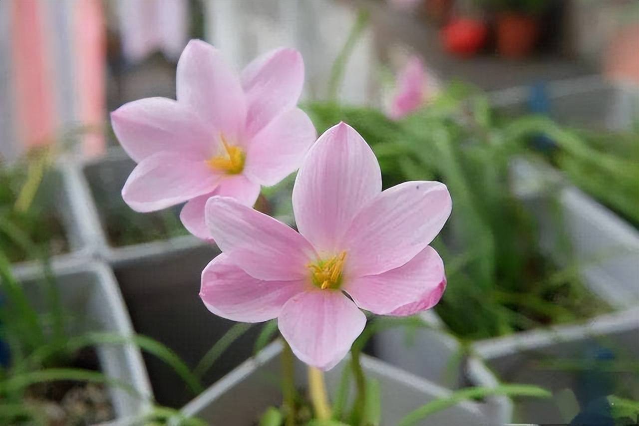 4 loại hoa bung nở thơm ngát vào ngày hè, ngắm hoa chẳng thiết tha gì ngồi phòng máy lạnh - Ảnh 6. 4 loại hoa bung nở thơm ngát vào ngày hè, ngắm hoa chẳng thiết tha gì ngồi phòng máy lạnh - Ảnh 6.