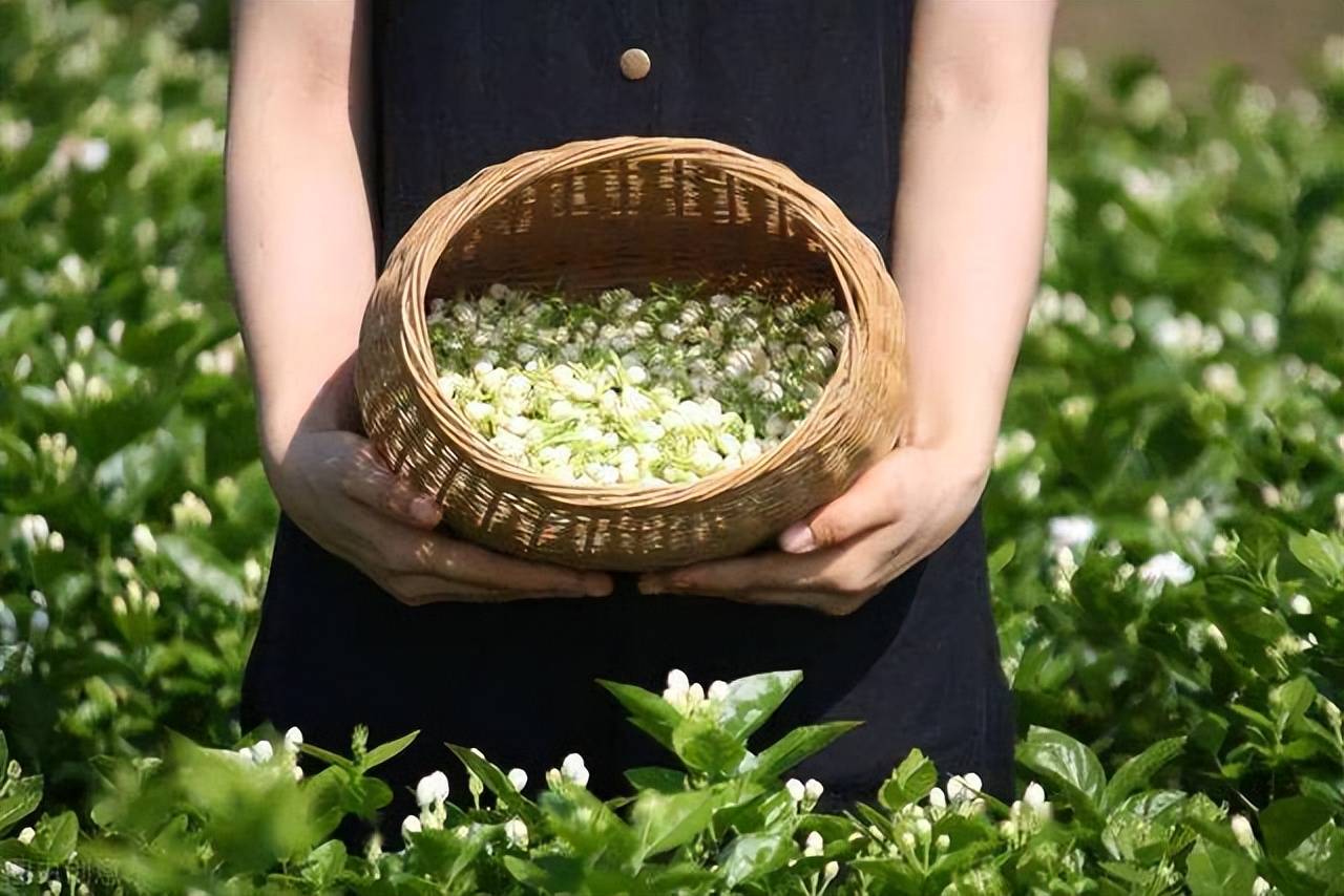 4 loại hoa bung nở thơm ngát vào ngày hè, ngắm hoa chẳng thiết tha gì ngồi phòng máy lạnh - Ảnh 8. 4 loại hoa bung nở thơm ngát vào ngày hè, ngắm hoa chẳng thiết tha gì ngồi phòng máy lạnh - Ảnh 8.