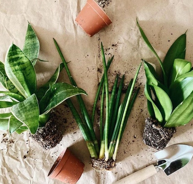 "Không nên trồng cây cảnh lưỡi hổ trong nhà", tại sao có người hiểu lầm như vậy? - Ảnh 6.