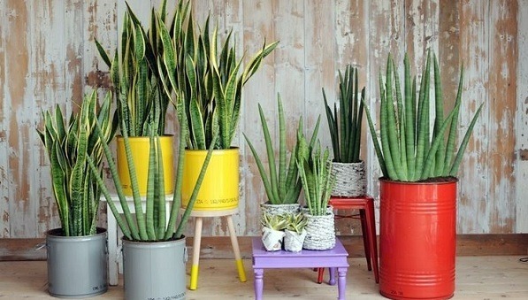 "Không nên trồng cây cảnh lưỡi hổ trong nhà", tại sao có người hiểu lầm như vậy? - Ảnh 5.