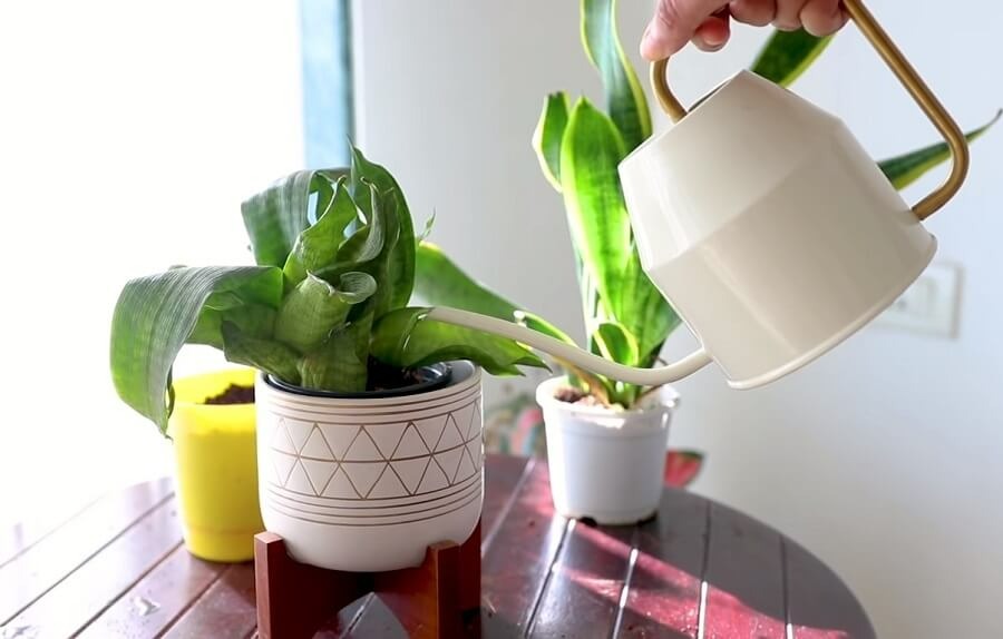 "Không nên trồng cây cảnh lưỡi hổ trong nhà", tại sao có người hiểu lầm như vậy? - Ảnh 3.