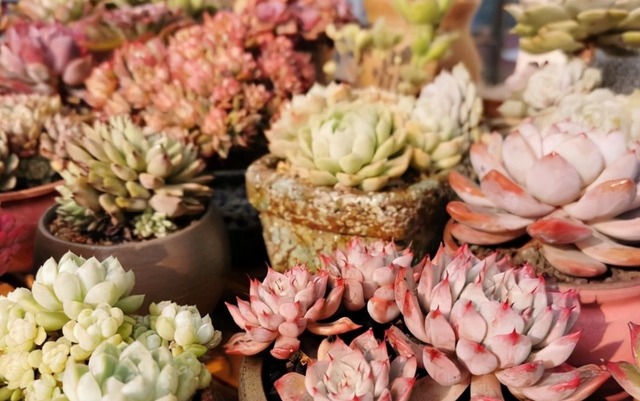 4 nguyên tắc trồng cây cảnh xương rồng trong tháng 7, tuân thủ thì thân và lá không bị thối đen - Ảnh 1.