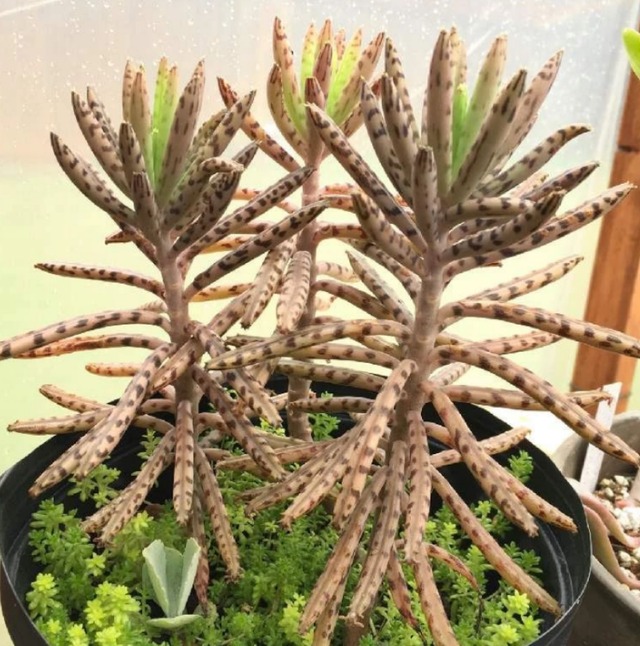 4 nguyên tắc trồng cây cảnh xương rồng trong tháng 7, tuân thủ thì thân và lá không bị thối đen - Ảnh 9.