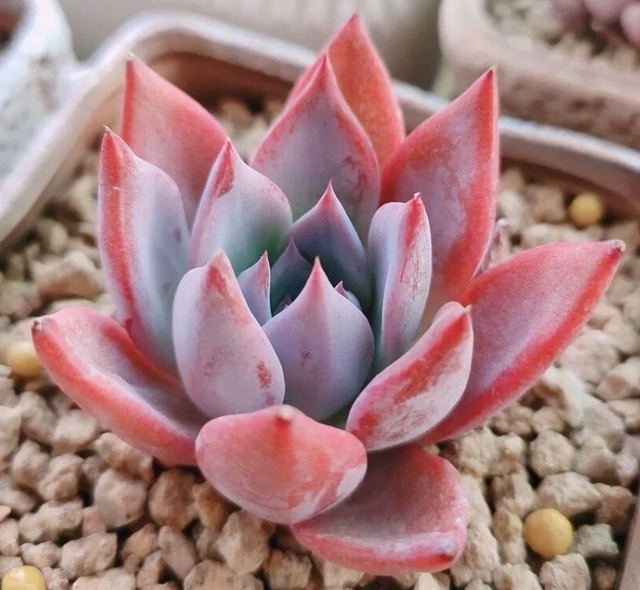 4 nguyên tắc trồng cây cảnh xương rồng trong tháng 7, tuân thủ thì thân và lá không bị thối đen - Ảnh 3.