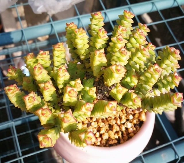 4 nguyên tắc trồng cây cảnh xương rồng trong tháng 7, tuân thủ thì thân và lá không bị thối đen - Ảnh 4.