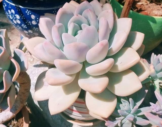 4 nguyên tắc trồng cây cảnh xương rồng trong tháng 7, tuân thủ thì thân và lá không bị thối đen - Ảnh 5.