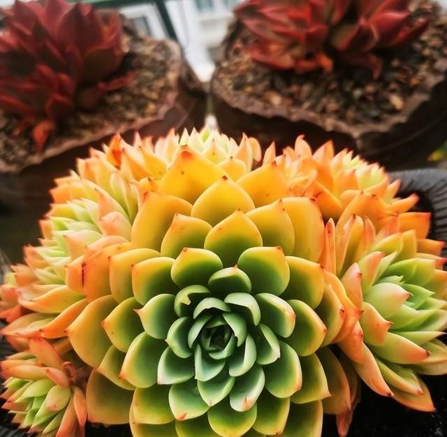 4 nguyên tắc trồng cây cảnh xương rồng trong tháng 7, tuân thủ thì thân và lá không bị thối đen - Ảnh 6.