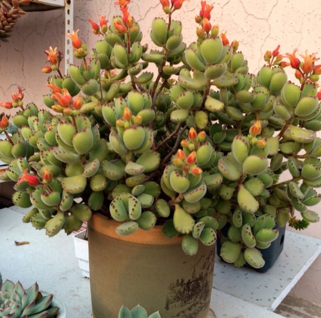 4 nguyên tắc trồng cây cảnh xương rồng trong tháng 7, tuân thủ thì thân và lá không bị thối đen - Ảnh 7.