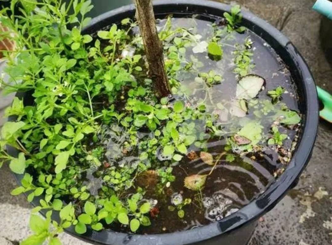 Mùa hè mưa nhiều, 4 điều cần làm cho cây cảnh thúc hoa nở nhanh, lá không vàng, rễ không thối - Ảnh 1. Mùa hè mưa nhiều, 4 điều cần làm cho cây cảnh thúc hoa nở nhanh, lá không vàng, rễ không thối - Ảnh 1.