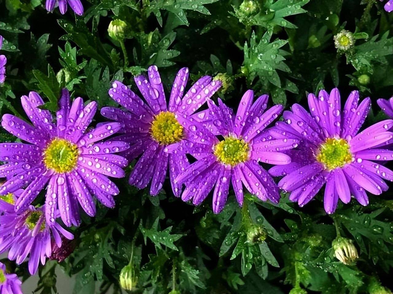 Trong vườn mùa thu, trồng 4 cây cảnh này để mãn nhãn với hoa thơm cảnh đẹp - Ảnh 4.