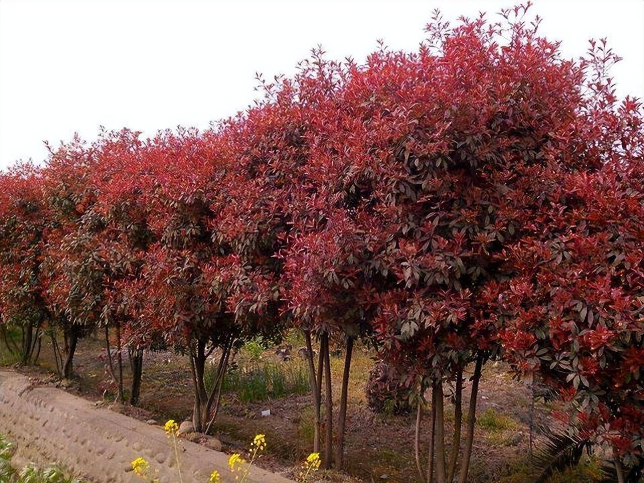 Trong vườn mùa thu, trồng 4 cây cảnh này để mãn nhãn với hoa thơm cảnh đẹp - Ảnh 7.