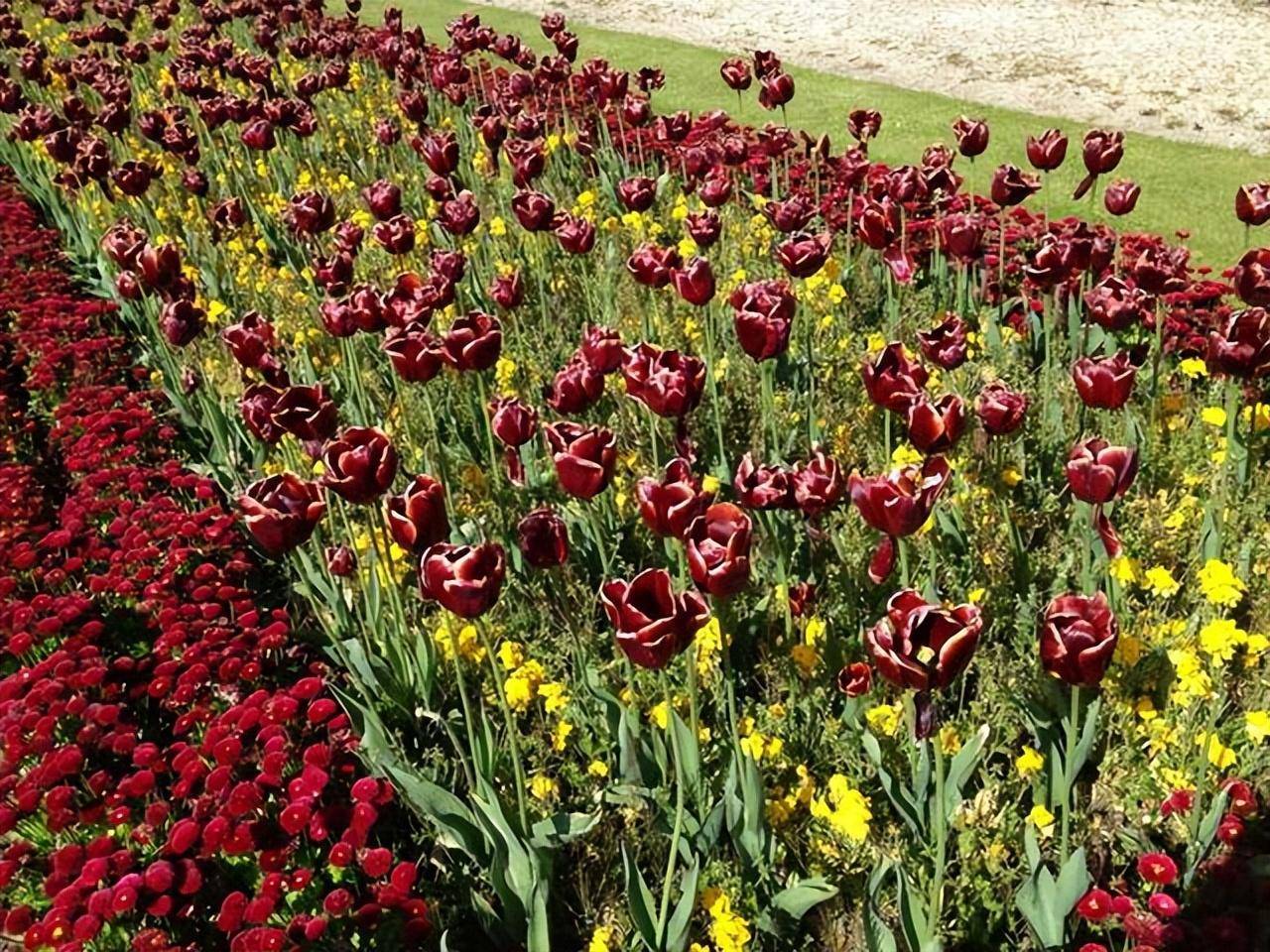 Trong vườn mùa thu, trồng 4 cây cảnh này để mãn nhãn với hoa thơm cảnh đẹp - Ảnh 9.