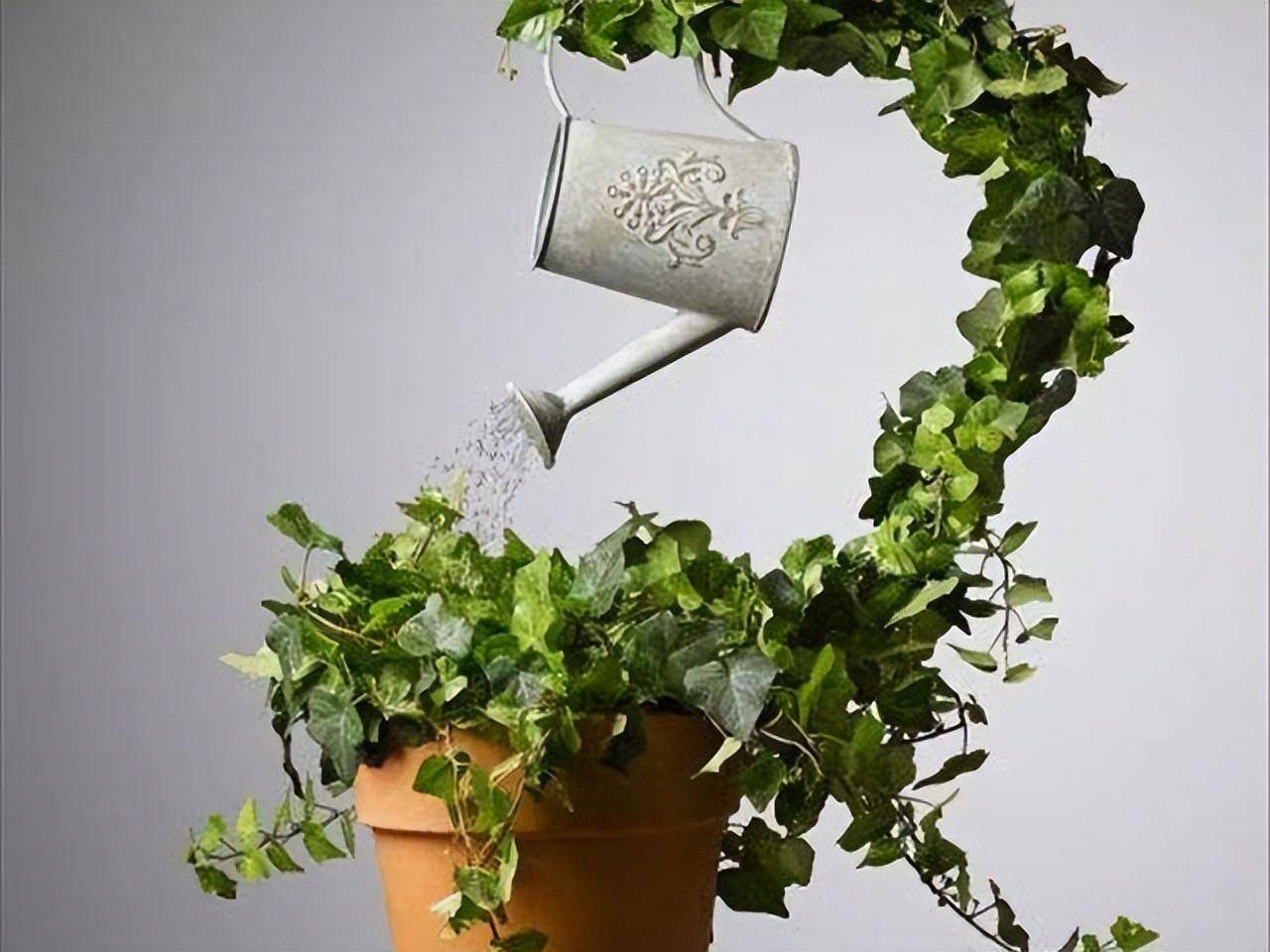 Trồng cây cảnh 10 năm mới biết cách tưới nước, nói vậy chẳng ngoa chút nào - Ảnh 3. Trồng cây cảnh 10 năm mới biết cách tưới nước, nói vậy chẳng ngoa chút nào - Ảnh 3.