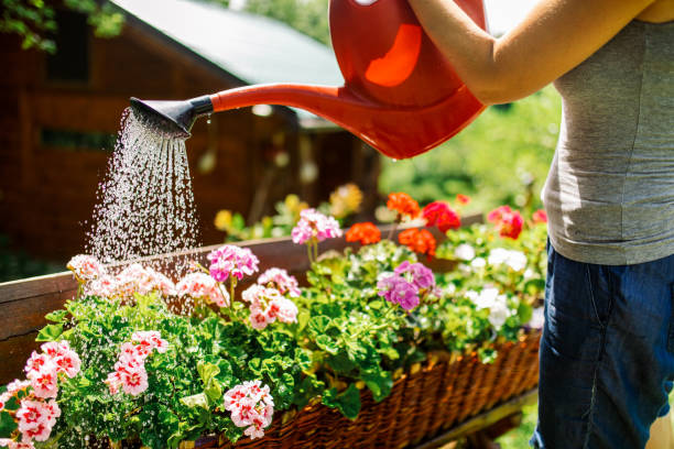 Trồng cây cảnh 10 năm mới biết cách tưới nước, nói vậy chẳng ngoa chút nào - Ảnh 7. Trồng cây cảnh 10 năm mới biết cách tưới nước, nói vậy chẳng ngoa chút nào - Ảnh 7.