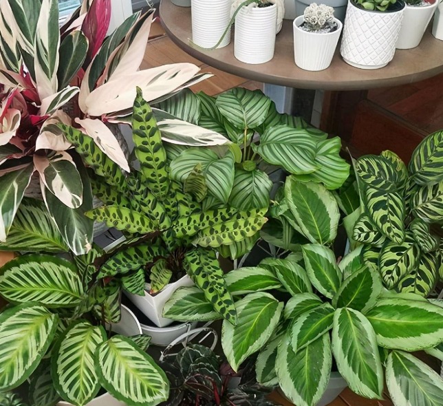 6 cây cảnh siêu chịu bóng, có thể trồng nơi thiếu sáng, để ở ban công, phòng khách cực ngầu - Ảnh 4. 6 cây cảnh siêu chịu bóng, có thể trồng nơi thiếu sáng, để ở ban công, phòng khách cực ngầu - Ảnh 4.