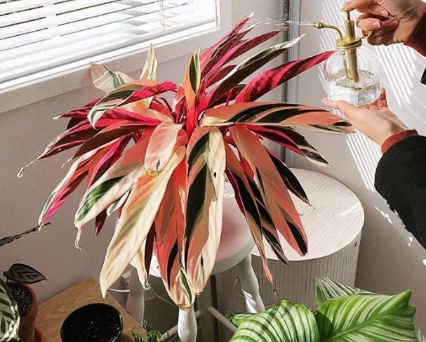 6 cây cảnh siêu chịu bóng, có thể trồng nơi thiếu sáng, để ở ban công, phòng khách cực ngầu - Ảnh 3. 6 cây cảnh siêu chịu bóng, có thể trồng nơi thiếu sáng, để ở ban công, phòng khách cực ngầu - Ảnh 3.