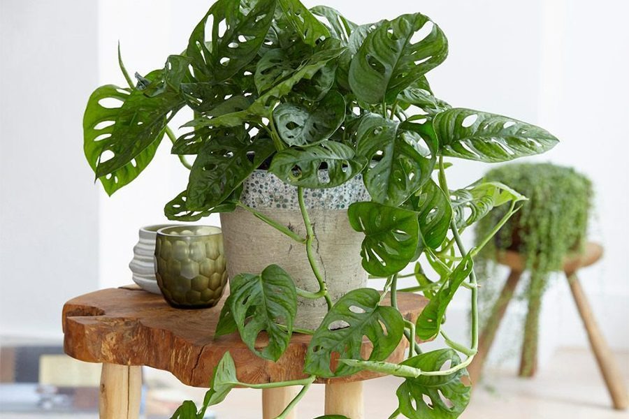 6 cây cảnh siêu chịu bóng, có thể trồng nơi thiếu sáng, để ở ban công, phòng khách cực ngầu - Ảnh 6. 6 cây cảnh siêu chịu bóng, có thể trồng nơi thiếu sáng, để ở ban công, phòng khách cực ngầu - Ảnh 6.