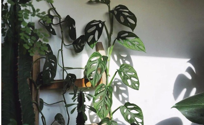 6 cây cảnh siêu chịu bóng, có thể trồng nơi thiếu sáng, để ở ban công, phòng khách cực ngầu - Ảnh 5. 6 cây cảnh siêu chịu bóng, có thể trồng nơi thiếu sáng, để ở ban công, phòng khách cực ngầu - Ảnh 5.