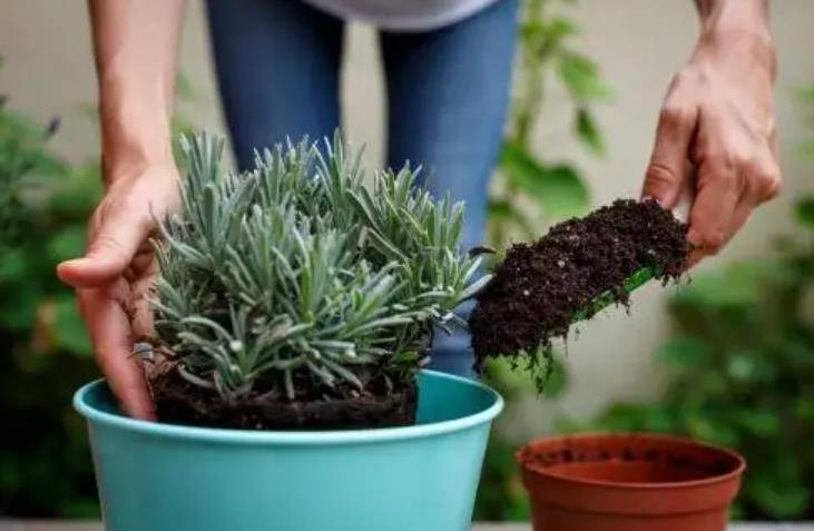 Chôn vài thứ "rác" dưới chậu hoa, đất đai tơi xốp, hoa đua nhau khoe sắc - Ảnh 1.