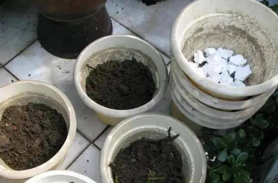 Chôn vài thứ "rác" dưới chậu hoa, đất đai tơi xốp, hoa đua nhau khoe sắc - Ảnh 2.