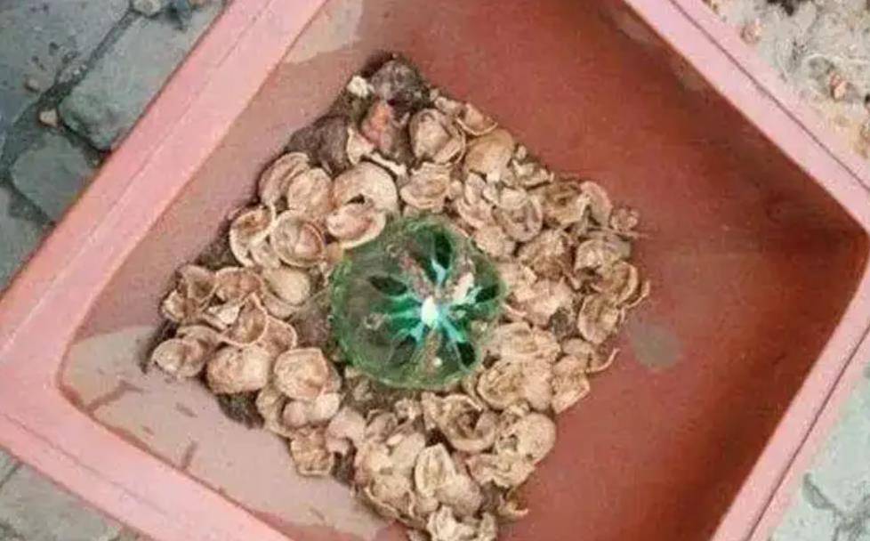 Chôn vài thứ "rác" dưới chậu hoa, đất đai tơi xốp, hoa đua nhau khoe sắc - Ảnh 3.