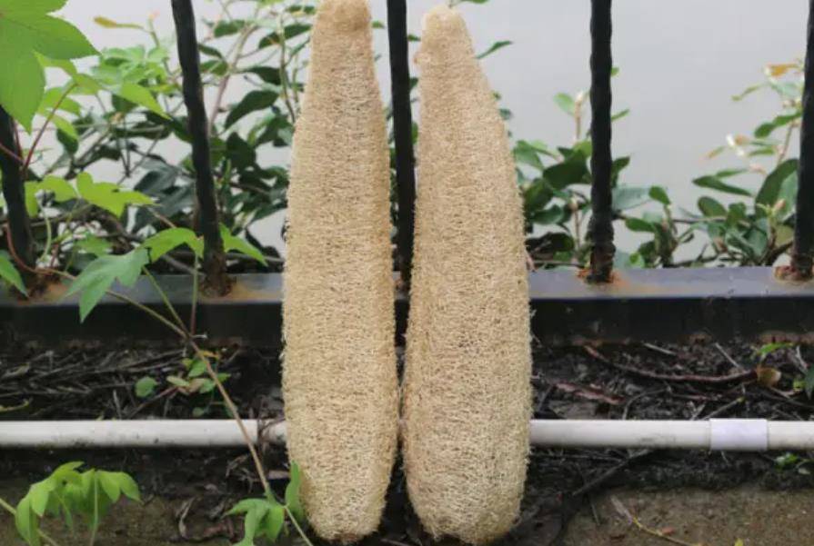 Chôn vài thứ "rác" dưới chậu hoa, đất đai tơi xốp, hoa đua nhau khoe sắc - Ảnh 4.