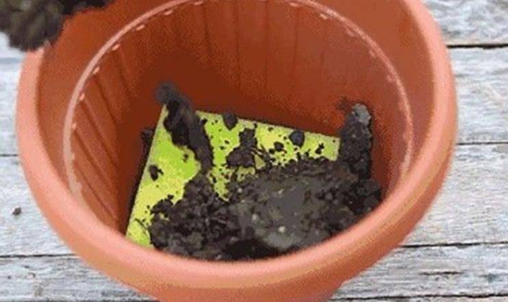 Chôn vài thứ "rác" dưới chậu hoa, đất đai tơi xốp, hoa đua nhau khoe sắc - Ảnh 5.