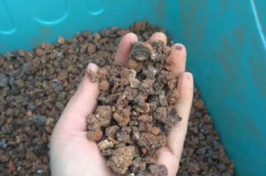 Chôn vài thứ "rác" dưới chậu hoa, đất đai tơi xốp, hoa đua nhau khoe sắc - Ảnh 6.