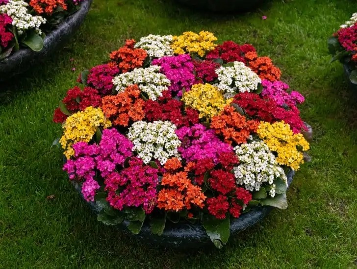 Muốn cây cảnh sống đời mang điềm lành đến nhà vào năm mới, hãy làm ngay 5 điều này - Ảnh 4.