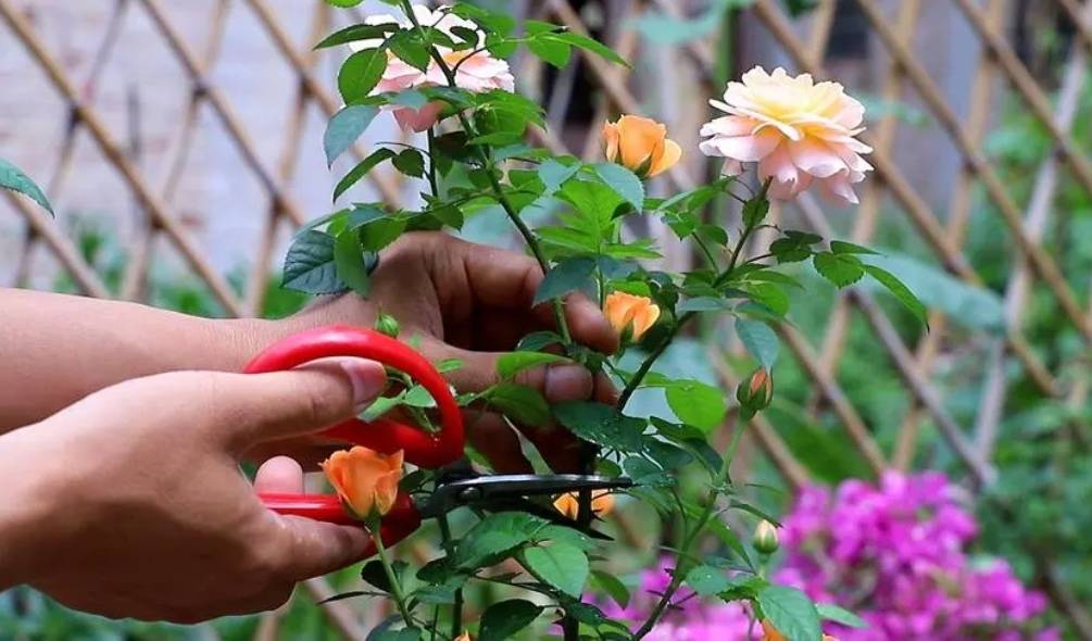 Mua cây cảnh ở chợ về phải "yên bề gia thất" mới chung sống lâu dài, hoa đẹp mấy cũng phải cắt tiệt - Ảnh 4. Mua cây cảnh ở chợ về phải "yên bề gia thất" mới chung sống lâu dài, hoa đẹp mấy cũng phải cắt tiệt - Ảnh 4.