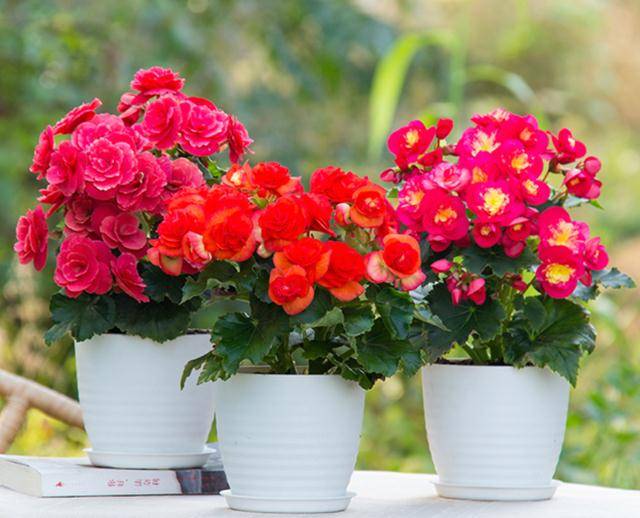 Mua cây cảnh ở chợ về phải "yên bề gia thất" mới chung sống lâu dài, hoa đẹp mấy cũng phải cắt tiệt - Ảnh 9. Mua cây cảnh ở chợ về phải "yên bề gia thất" mới chung sống lâu dài, hoa đẹp mấy cũng phải cắt tiệt - Ảnh 9.