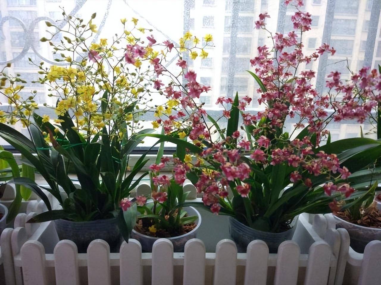 Mua cây cảnh ở chợ về phải "yên bề gia thất" mới chung sống lâu dài, hoa đẹp mấy cũng phải cắt tiệt - Ảnh 1. Mua cây cảnh ở chợ về phải "yên bề gia thất" mới chung sống lâu dài, hoa đẹp mấy cũng phải cắt tiệt - Ảnh 1.