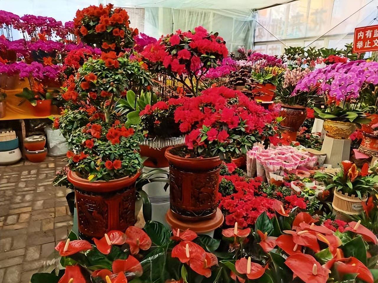 Mua cây cảnh ở chợ về phải "yên bề gia thất" mới chung sống lâu dài, hoa đẹp mấy cũng phải cắt tiệt - Ảnh 2. Mua cây cảnh ở chợ về phải "yên bề gia thất" mới chung sống lâu dài, hoa đẹp mấy cũng phải cắt tiệt - Ảnh 2.