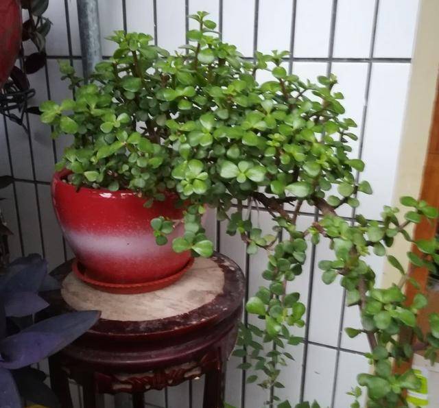 9 cây cảnh cực đẹp, tuổi thọ cao, không tốn công chăm sóc cũng lớn như thổi - Ảnh 21.