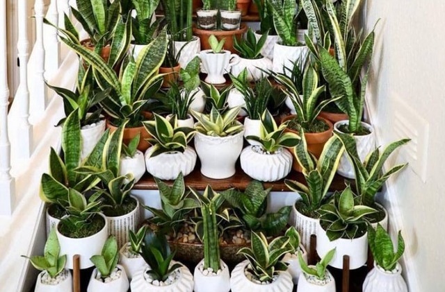 9 cây cảnh cực đẹp, tuổi thọ cao, không tốn công chăm sóc cũng lớn như thổi - Ảnh 6.