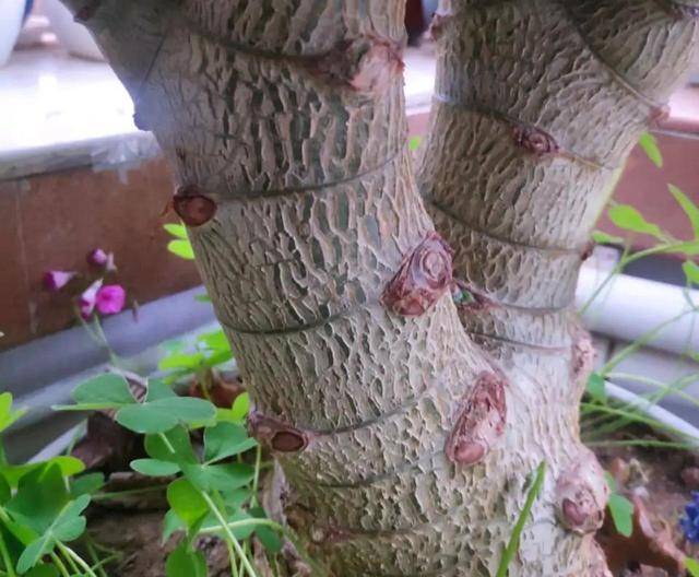 9 cây cảnh cực đẹp, tuổi thọ cao, không tốn công chăm sóc cũng lớn như thổi - Ảnh 3.