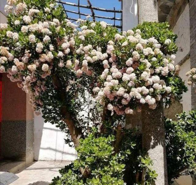 9 cây cảnh cực đẹp, tuổi thọ cao, không tốn công chăm sóc cũng lớn như thổi - Ảnh 4.