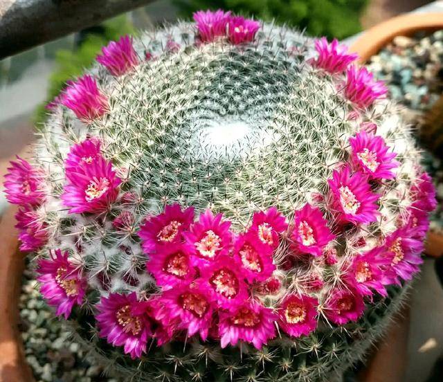 9 cây cảnh cực đẹp, tuổi thọ cao, không tốn công chăm sóc cũng lớn như thổi - Ảnh 9.