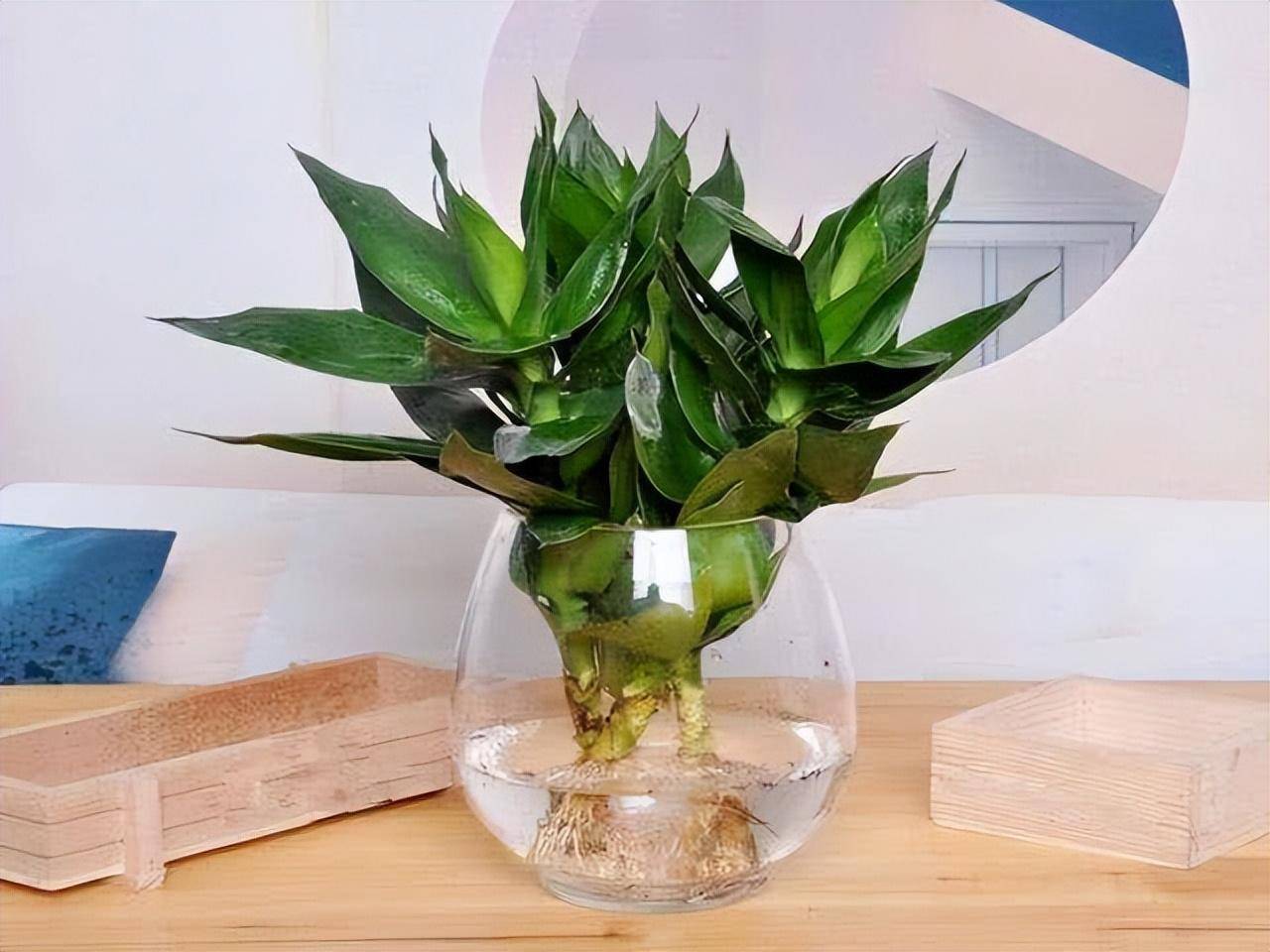 Loại cây cảnh mang phúc lộc, may mắn vào nhà, chỉ 1 cốc nước là xanh tốt bời bời - Ảnh 4.